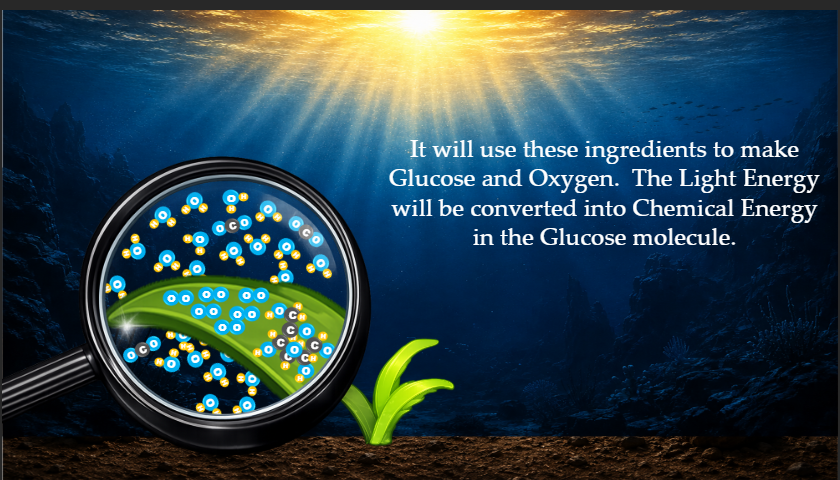 Food Webs
